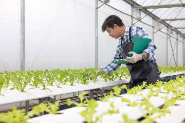 Serada serada, Agronomik iş konsepti olan bir serada yaşlı bir adam çalışıyor. Hidroçiftlikte.