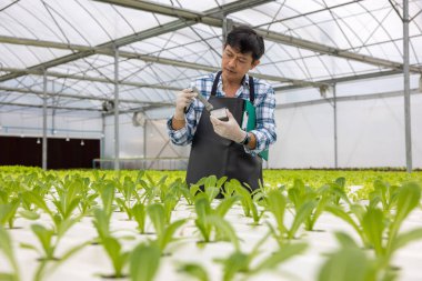 Serada serada, Agronomik iş konsepti olan bir serada yaşlı bir adam çalışıyor. Hidroçiftlikte.