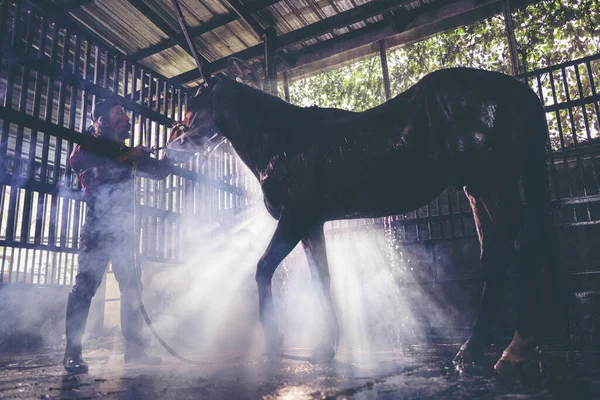 Retrato Cavalo Spray Água Tomar Banho Com Cavalos Estábulo Cavalo — Fotografia de Stock