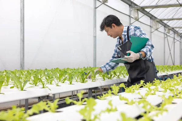 Üvegházi Óvodában Dolgozni Agronómiai Üzleti Koncepció Üvegházban Egy Idős Ember — Stock Fotó