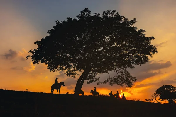 Cowboy Silhueta Cavalo Contra Uma Grande Árvore — Fotografia de Stock