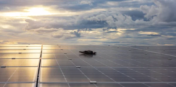Solar panels are a type of dwelling that uses sky technology, ecology, and an alternative economic economy. Close-up of a dead black bird in the background