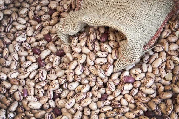 Frijoles Pinto — Foto de Stock