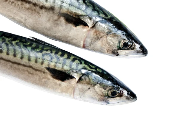 Makrill på vit — Stockfoto