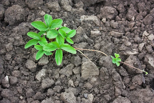 Camas con arbusto de fresa —  Fotos de Stock