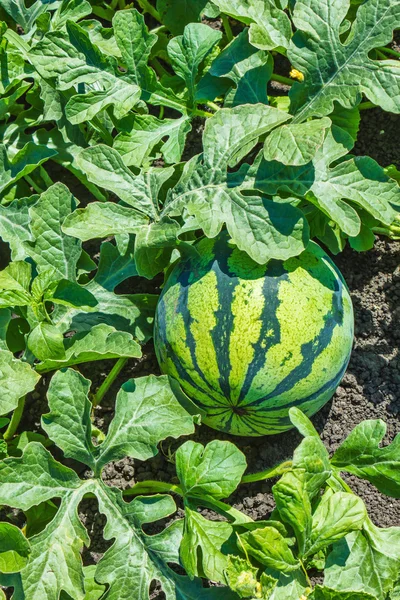 Watermelons on the green melon field — Stock Photo, Image
