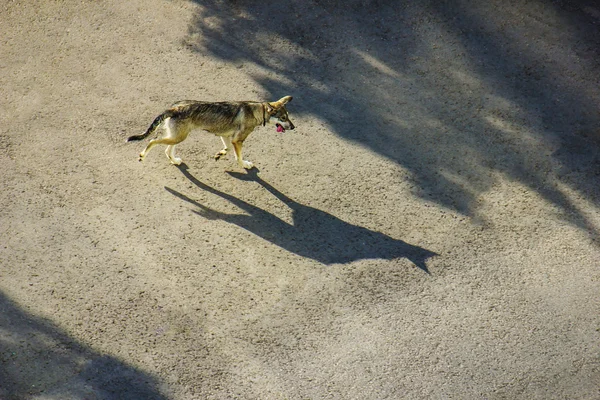 Um grande cão cinzento e sua sombra — Fotografia de Stock