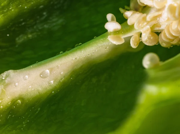 Fatia de pimenta doce verde — Fotografia de Stock