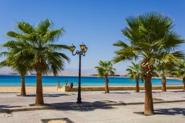 palmiye ağaçları ile Kızıldeniz kıyısında mesire