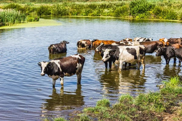 Las vacas cruzan el río —  Fotos de Stock