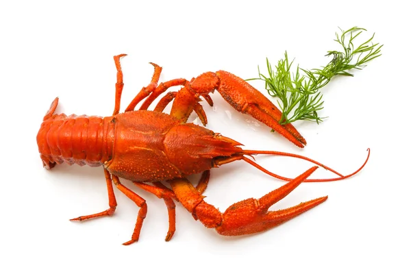 The red lobster — Stock Photo, Image