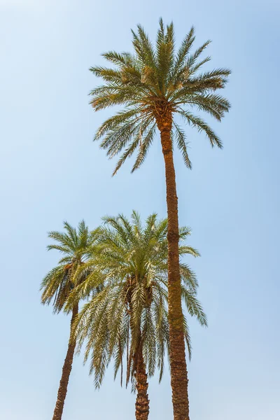 Árvores de palma no peito — Fotografia de Stock