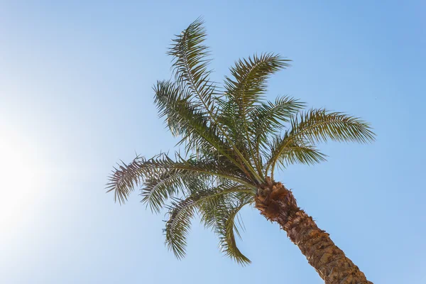 Palmiers sur la plage en Egypte sur la mer Rouge — Photo