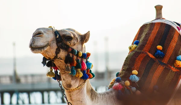 The muzzle of the African camel — Stock Photo, Image