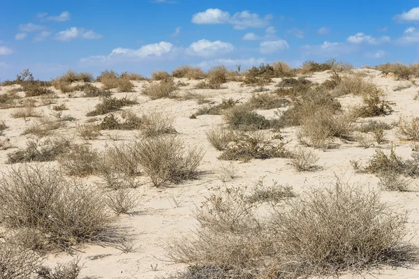在炎热的中午阿拉伯沙漠 — 图库照片
