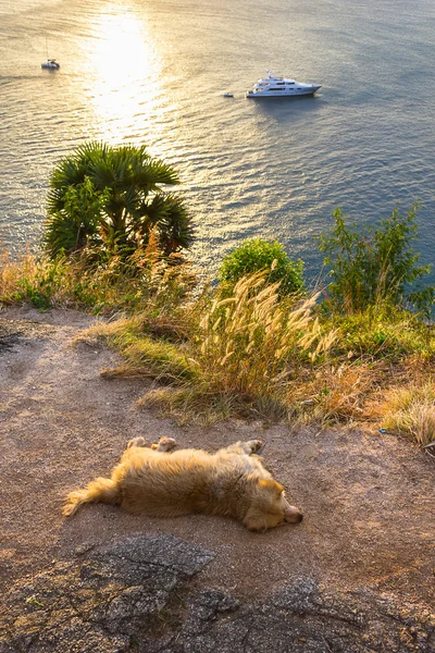 プーケット島のサンセット。犬は、ビーチに眠る — ストック写真