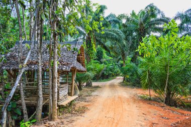 Tayland phuket üzerinde orman yolu üzerinde siper al