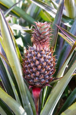 Bush ile taze pineaple yaprakları