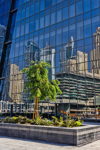 Tree on a background of reflections in the mirrored glass — Stock Photo, Image