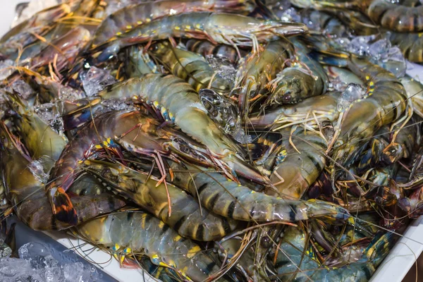 Shrimp and other seafood at a market in Thailand — Stock Photo, Image
