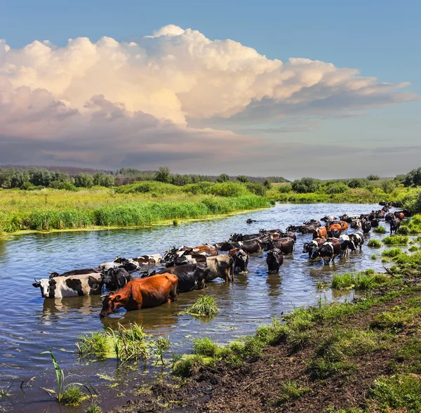 Krowy przedzierać się przez rzekę — Zdjęcie stockowe