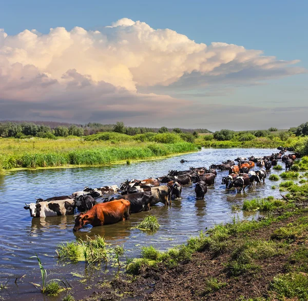 İnekler Nehri zorla okumak. — Stok fotoğraf