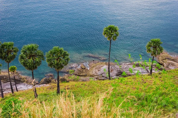 Palmiers sur la plage de l'île de Phuket — Photo