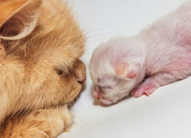 Yetişkin bir kedi ve yavru kedi derin eachoth bakarak portre