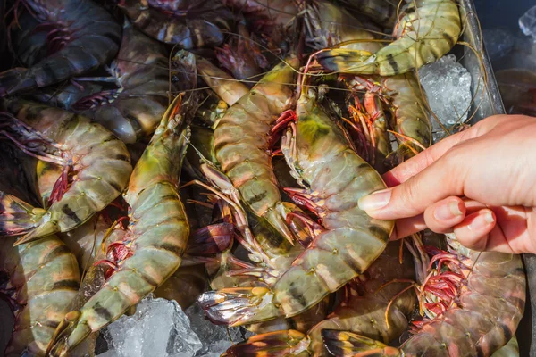 Shrimp and other seafood at a market in Thailand — Stock Photo, Image