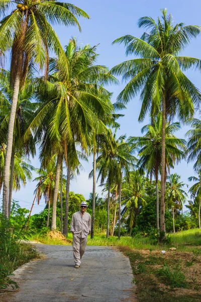 Gaj drzew kokosowych w słoneczny dzień — Zdjęcie stockowe