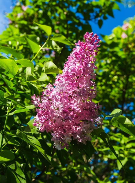 Spring lilac flowers — Stock Photo, Image