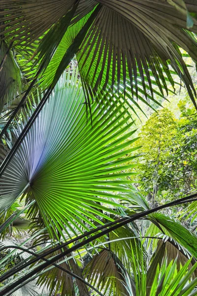 Bakgrund av palm lämnar i djungeln av thailand — Stockfoto