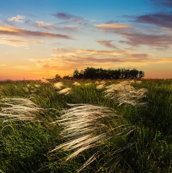 Fjäder gräs vid solnedgången i fältet — Stockfoto