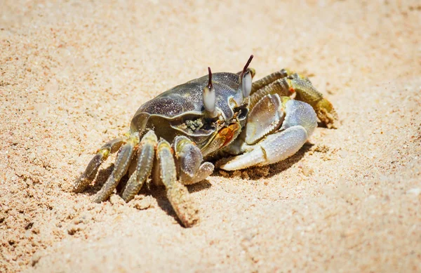 Caranguejo marinho no fundo de areia — Fotografia de Stock