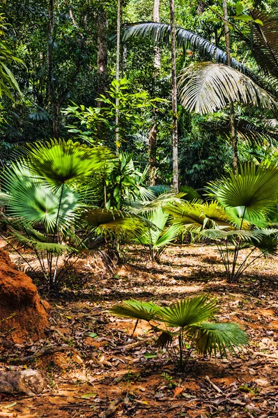 Tropical jungles of South East Asia — Stock Photo, Image