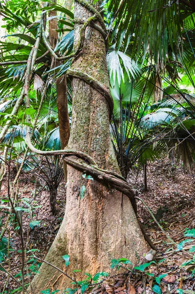 Tropických džunglích jihovýchodní Asie — Stock fotografie