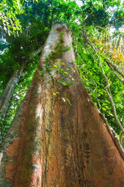 Tropiska djungeln i Sydostasien — Stockfoto