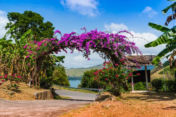 Arch of purple flowers in Thailand — Stock Photo, Image