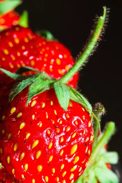 Summer ripe juicy red strawberry close-up — Stock Photo, Image