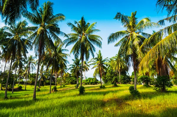格罗夫的椰子树上有阳光的日子 — 图库照片