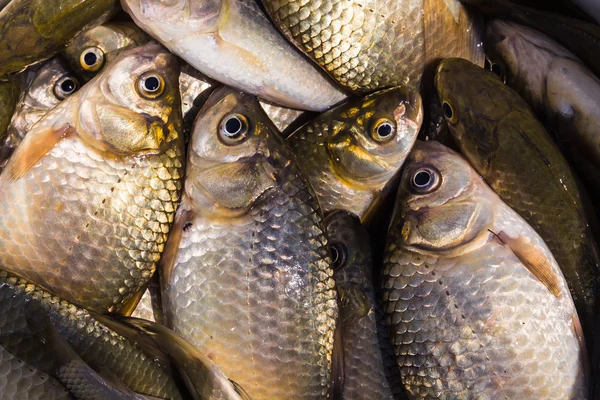 Achtergrond van kleine vissen gevangen in de rivier crucian — Stockfoto