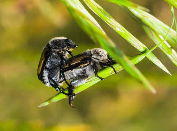 Brown beetles on a blade of grass — Stock Photo, Image