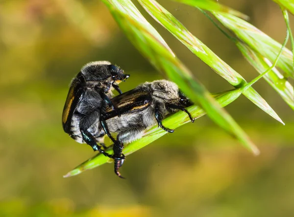 Scarabei marroni su un filo d'erba — Foto Stock