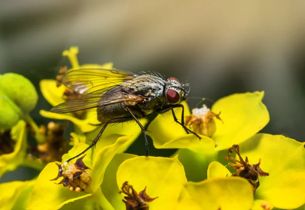 Насекомое муха макрос на цветы — стоковое фото