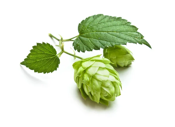 Hopfen — Stockfoto