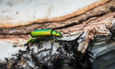 green beetle on a birch stump clipart