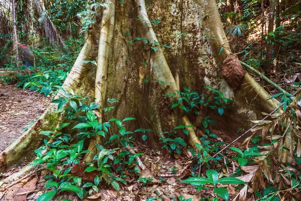 Tropical jungles of South East Asia — Stock Photo, Image