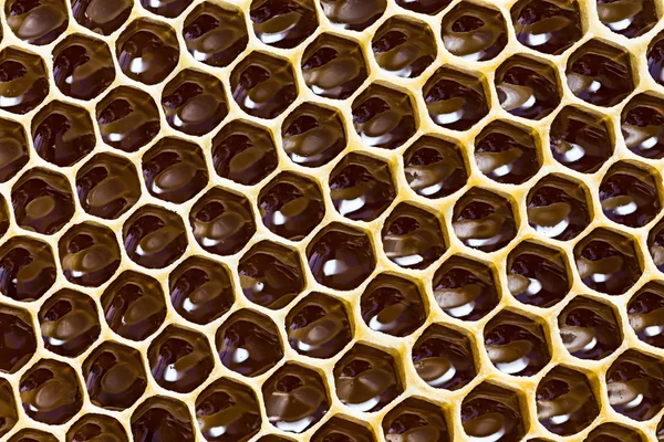 Närbild konsistens av honeycomb med honung — Stockfoto