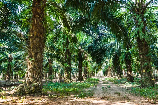 Tropical jungles of South East Asia — Stock Photo, Image