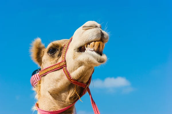 The muzzle of the African camel — Stock Photo, Image